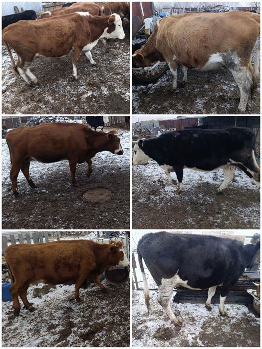 ПРОДАМ к. р. с.!