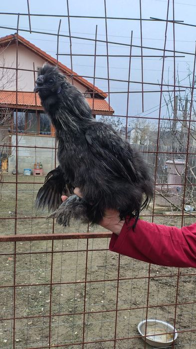 cocosi mătase japoneza