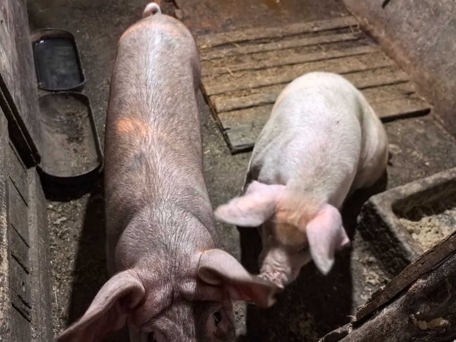 Прасета 8 лева/килограм