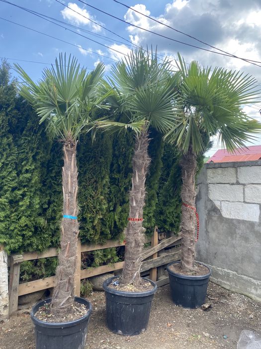 Vand palmier 2,5m 3000 lei