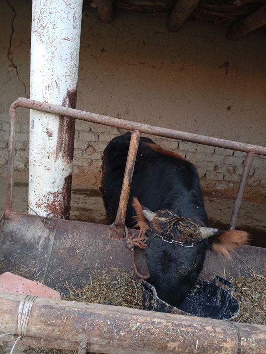 Madaniyat buqalarni. Sogʻlom buqa yeb ichishi yaxshi