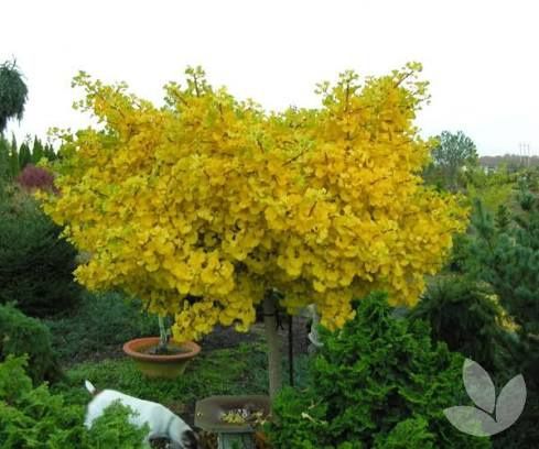 Pomi Ornamentali  ginkgo biloba