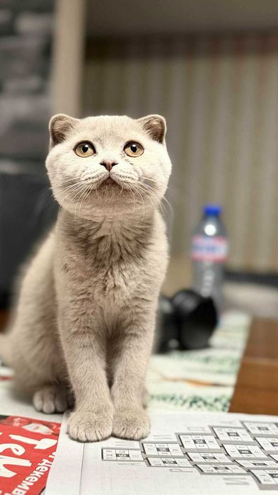 Британски,Шотландски късокосмести клепоухи и правоухи котенца