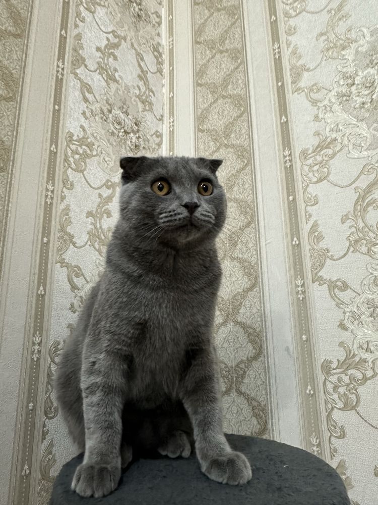 Scottish fold shotlandskiy 230$