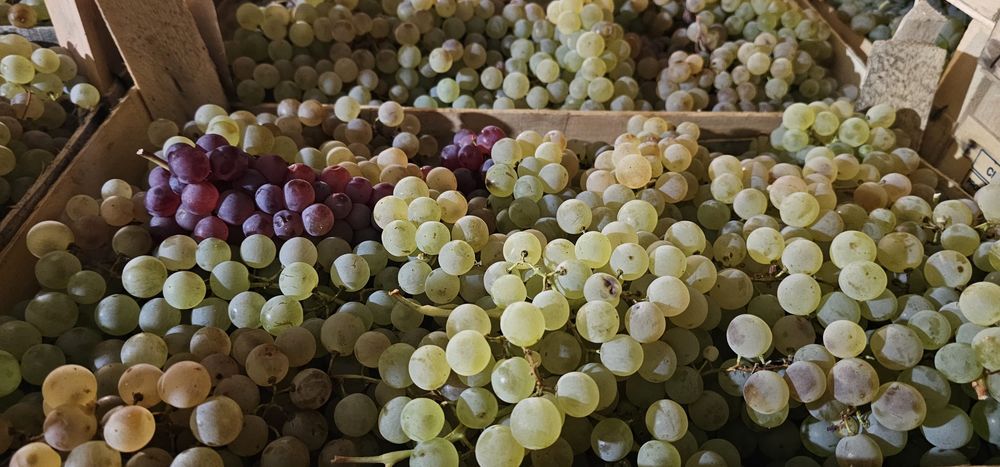 Struguri de Masa / Cheasla / Panciu / Depozit Frigorific