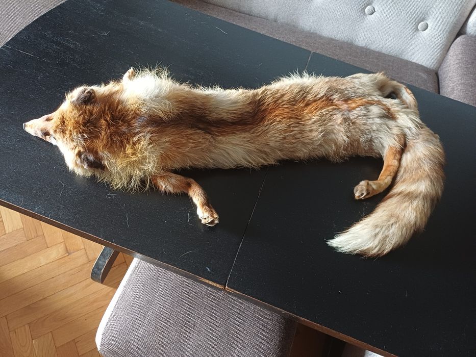 Лисица ,бялка и дива котка. Обработени кожи.