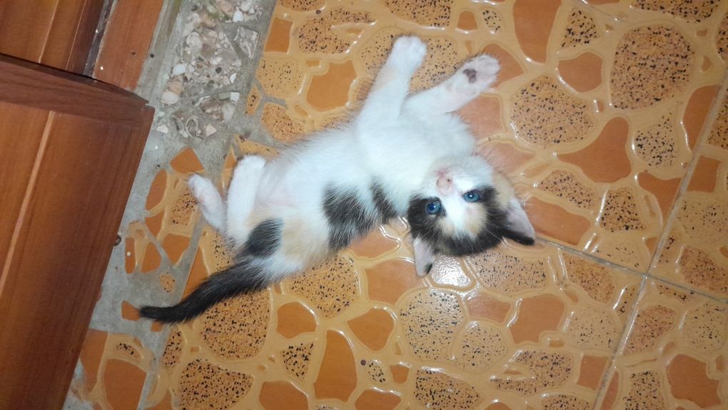 Котята 1,5 месяца