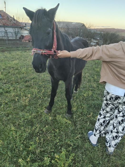 Vând cal negru de 10 ani mai multe detalii la telefon
