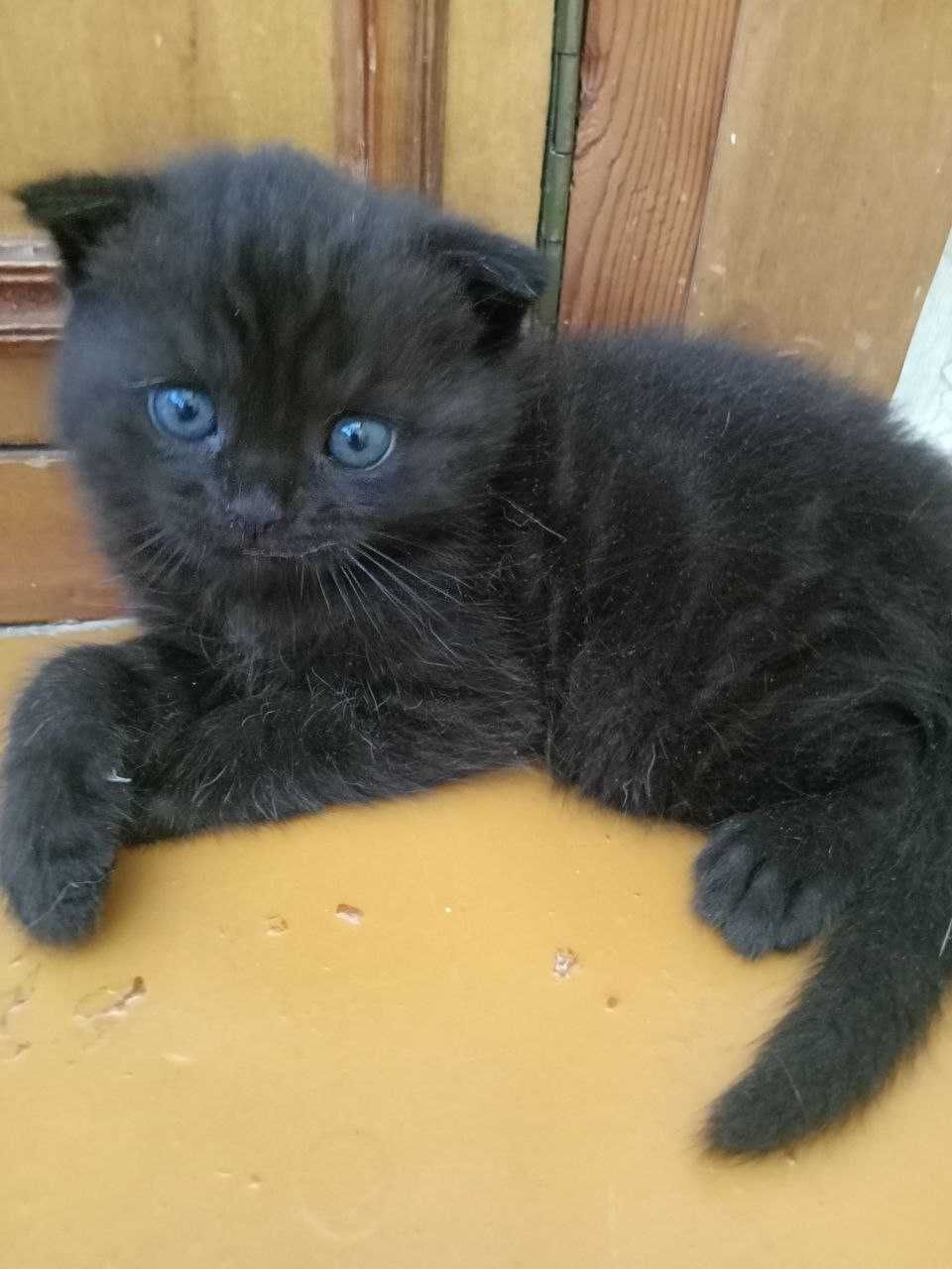 Котята шотландской Вислоухой