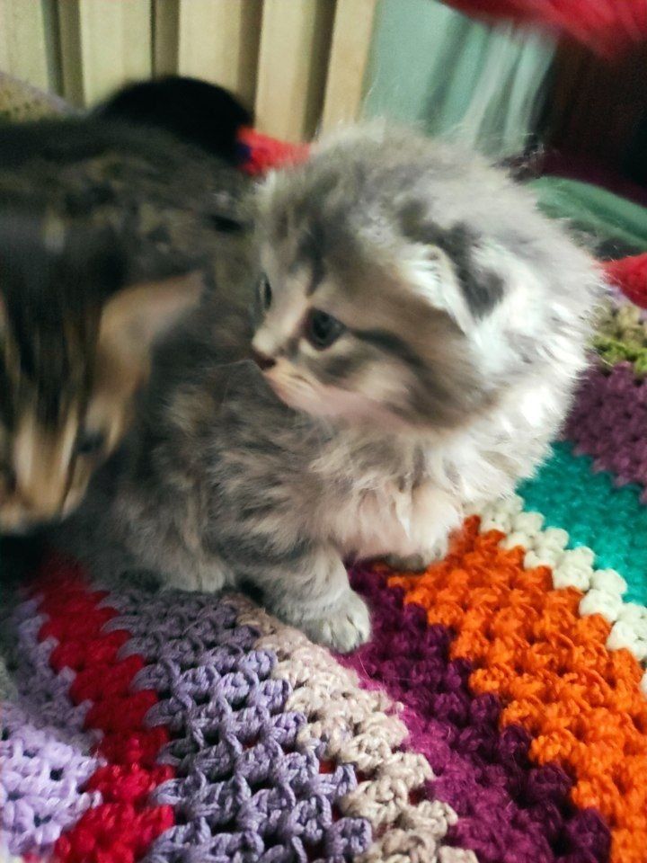 Котята скоттиш фолд