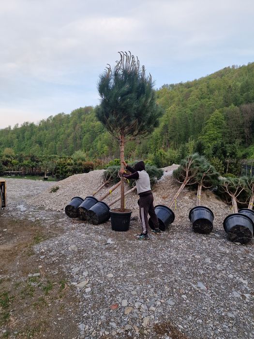 Pin maritim pinea calitate extra