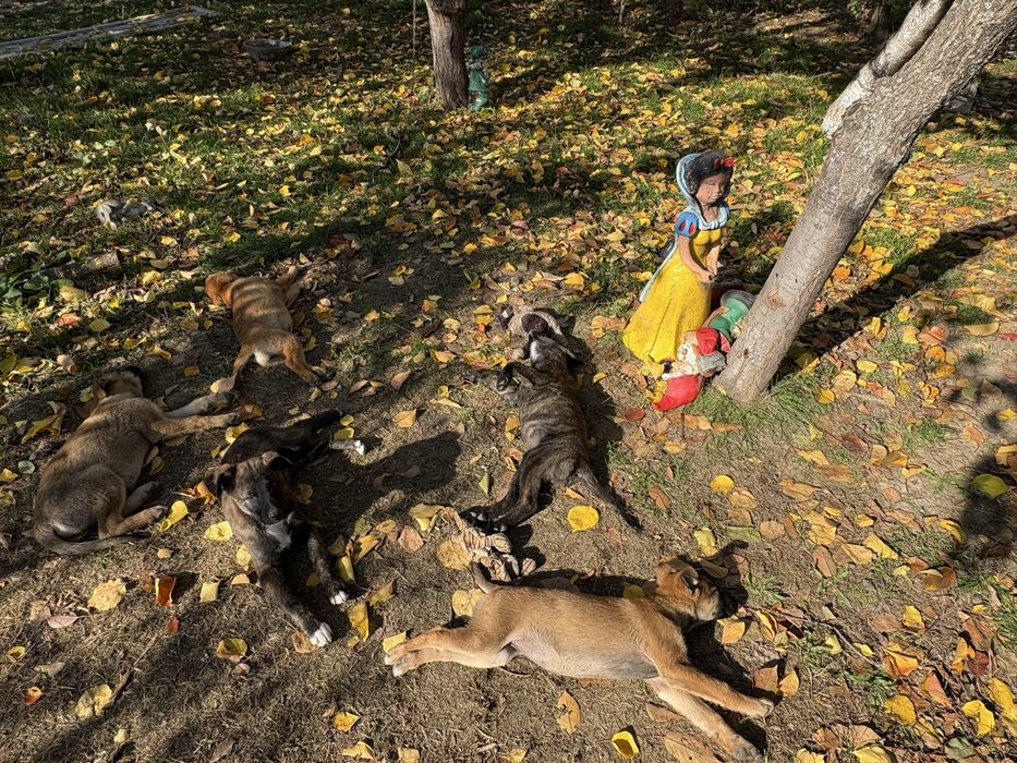 10 Catei si 3 pisici spre adoptie