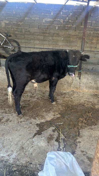 Бұқа сатылады быр жарым жасар