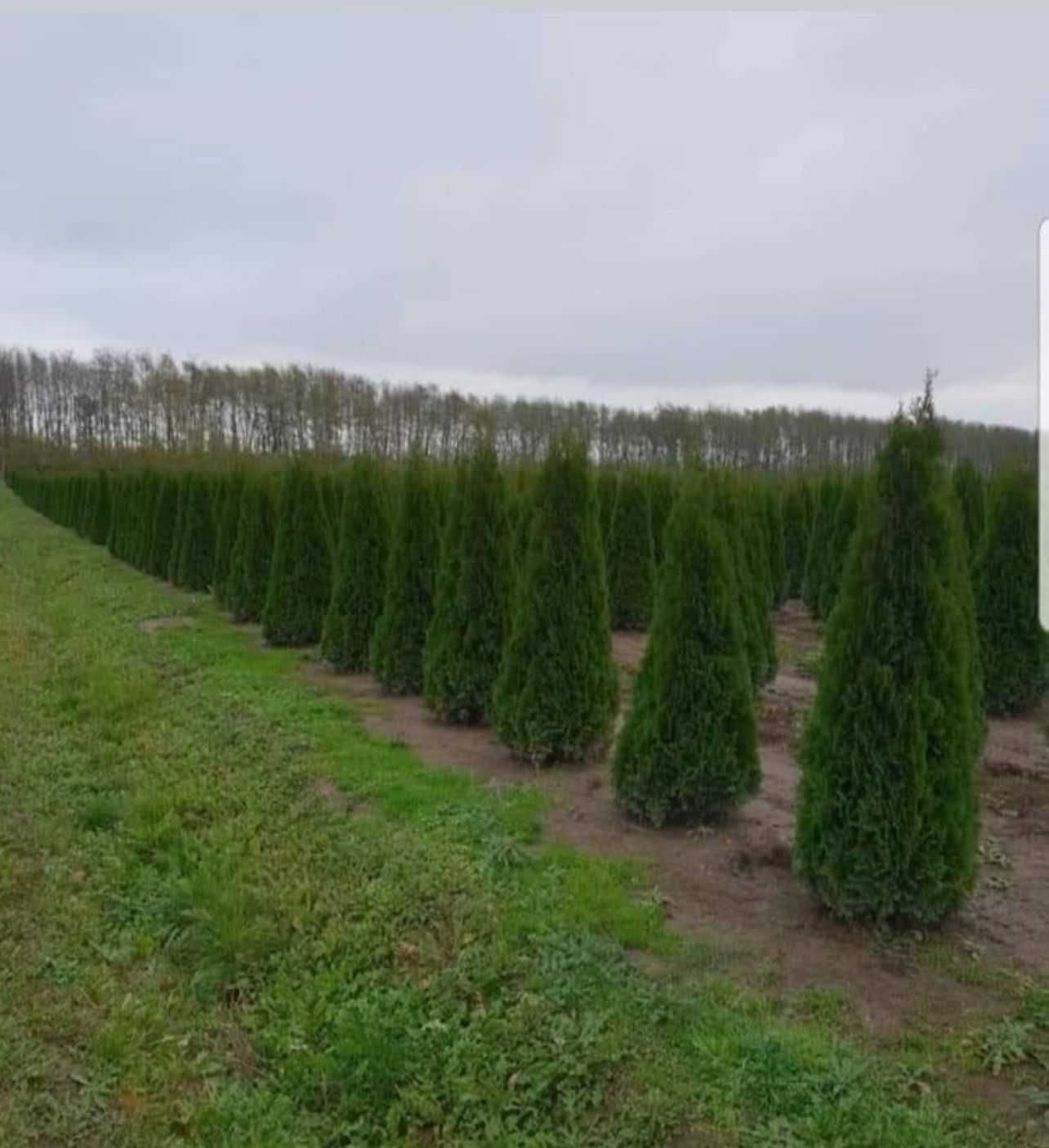 Plante verzi și sănătoase pentru un decor natural perfect