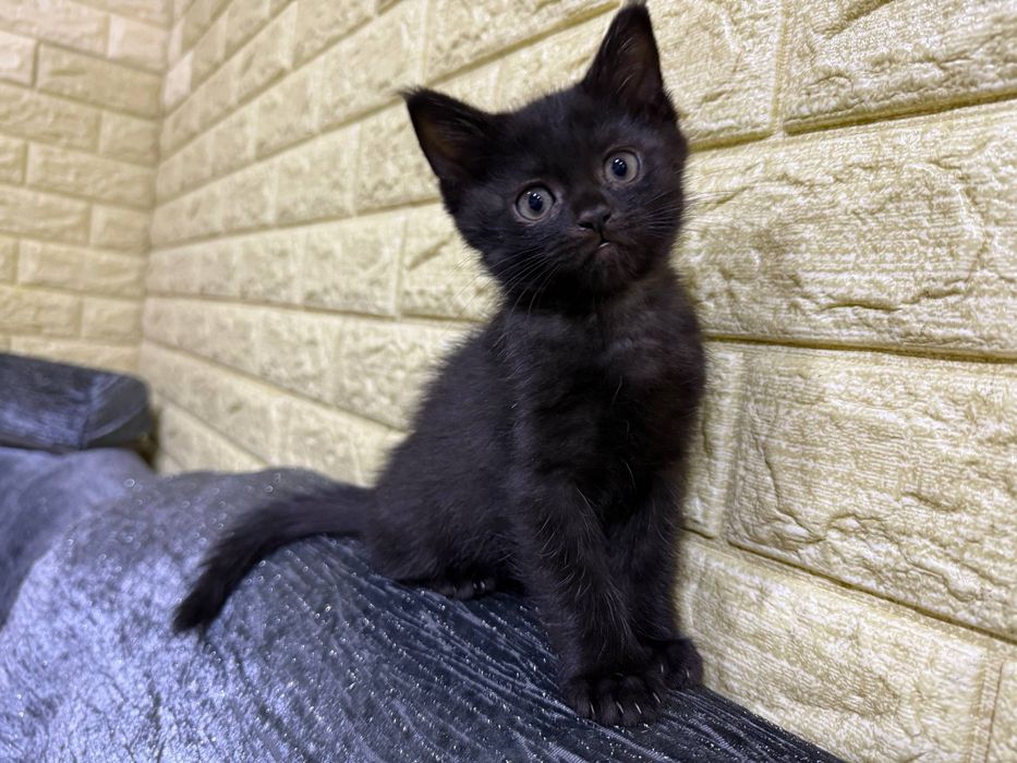 Отдам даром котенка