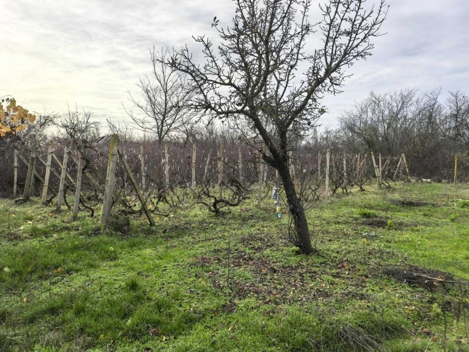 Вила - м. "Мъртва долина"