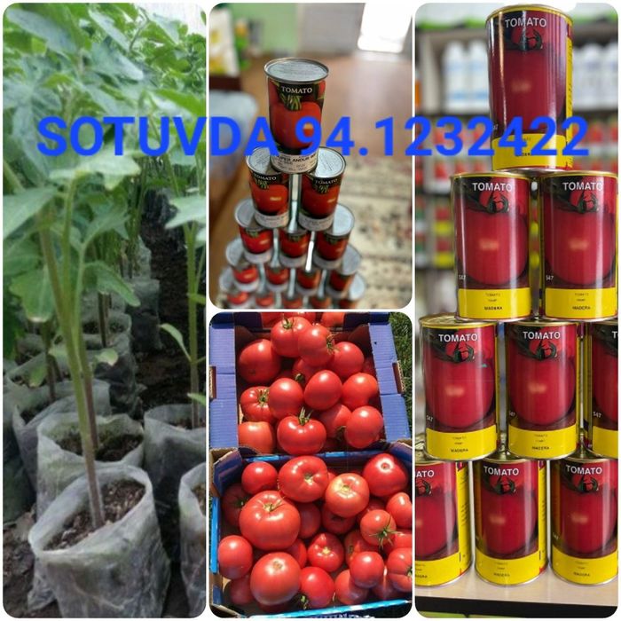 BUXORO AGRO sfatli urug' xosilingiz garavi
