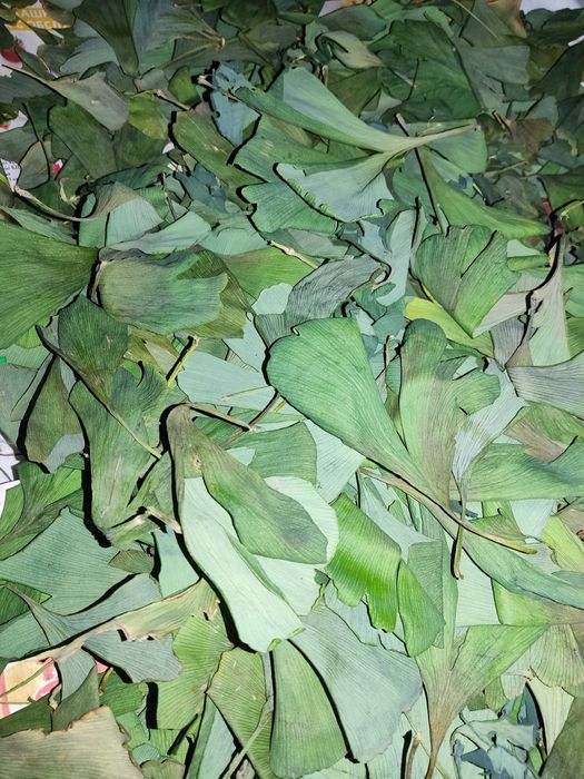 Гинко Билоба полезно за мозъка - Листа за чай (дрога) Семена Фиданки