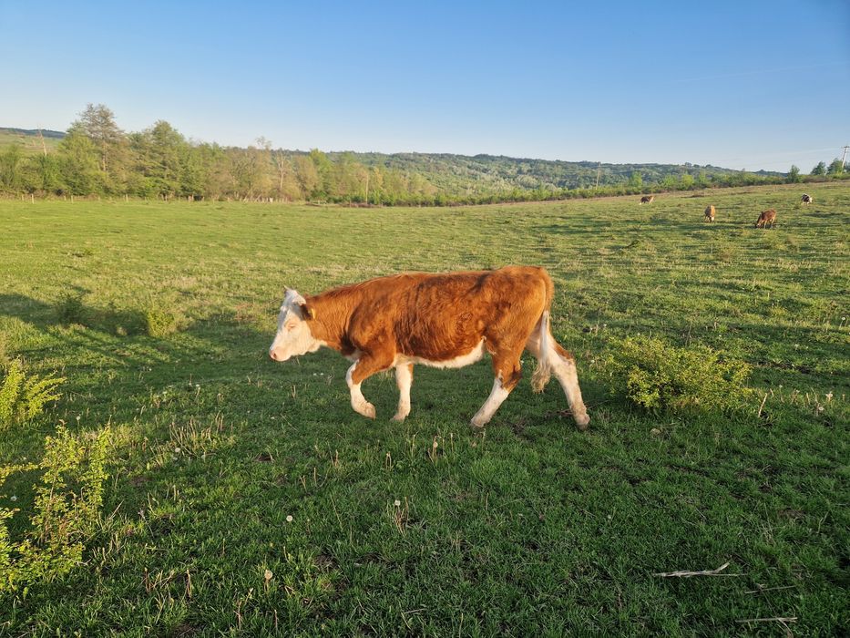 Vaci baltata românească