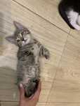 Отдадим отличных котят 3мес р-н Тастака