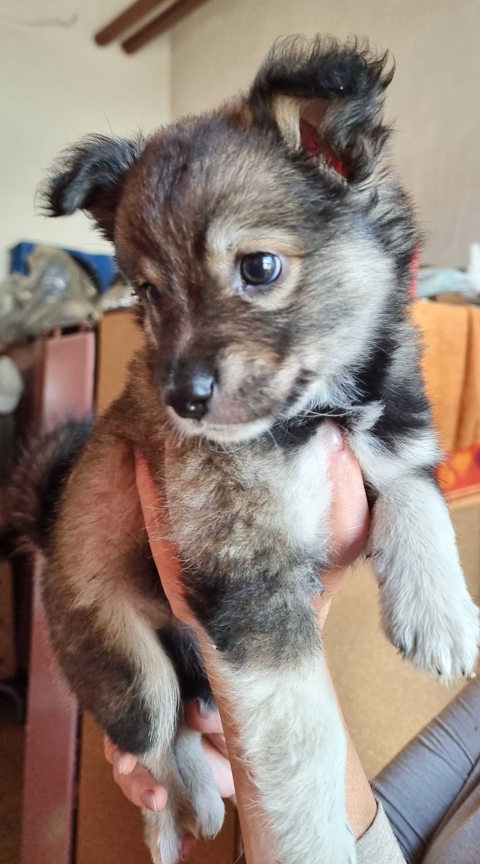 Крошечка Паняша ищет дом