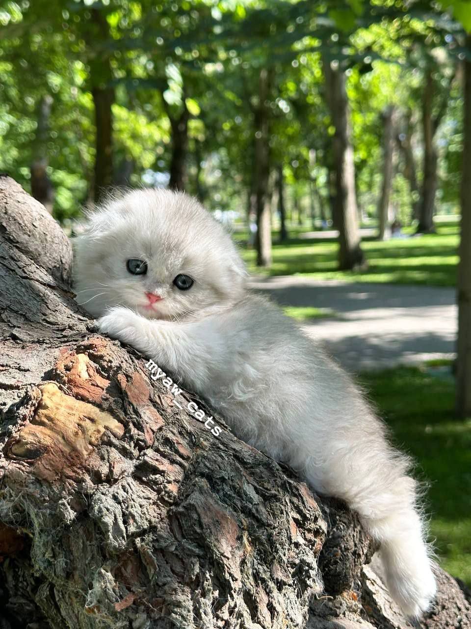 Продаётся чистокровный Шатланский Скотиш фолд очень крупные котята