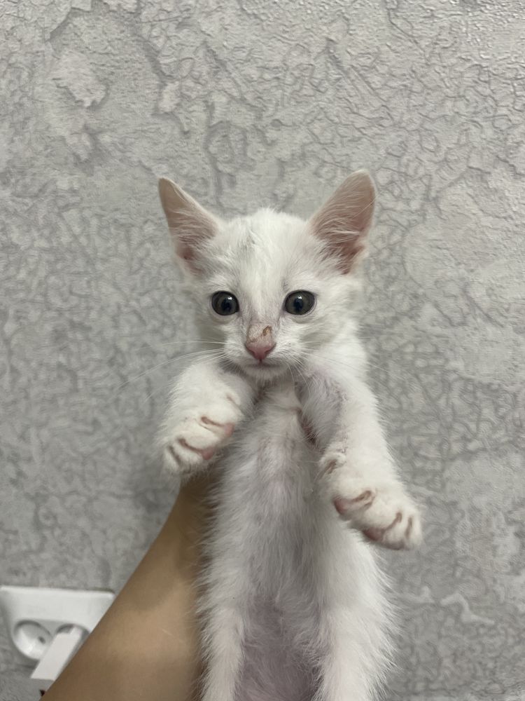 белый котёнок отдам бесплатно