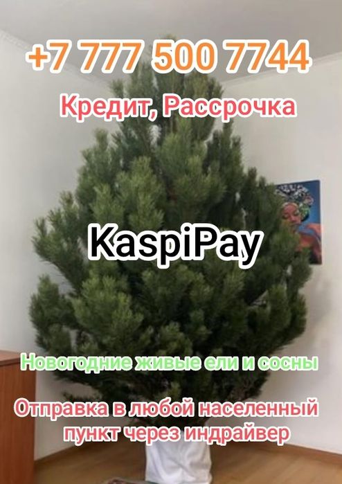 Ёлки новогодние живые!