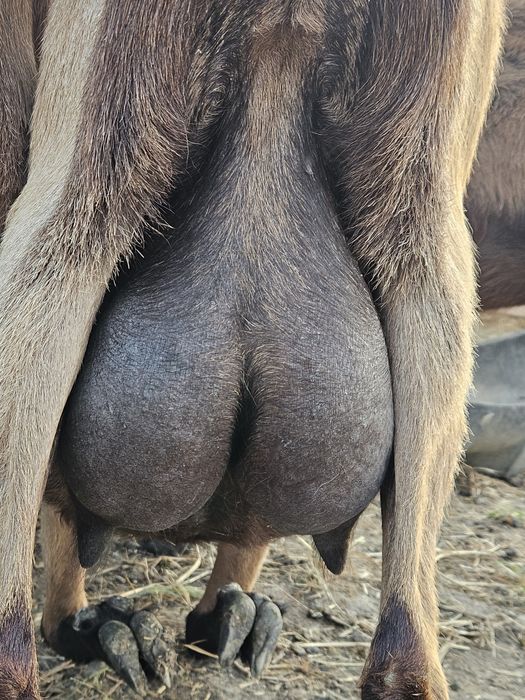 Disponibile 2 capre de vanzare si un tapisor de asta primăvară