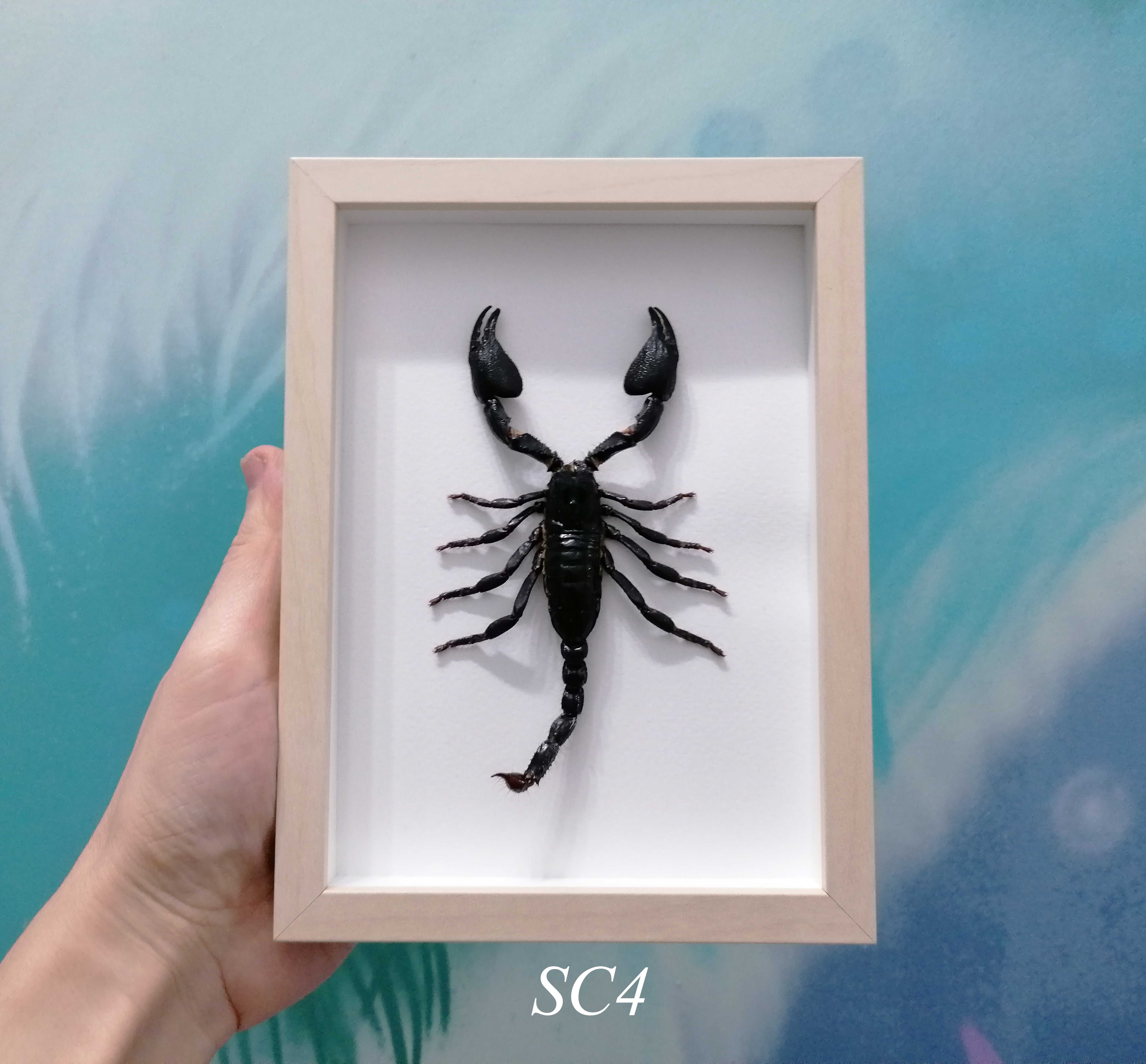 Скорпион в рамка, Уникален подарък за всеки повод, Препариран скорпион