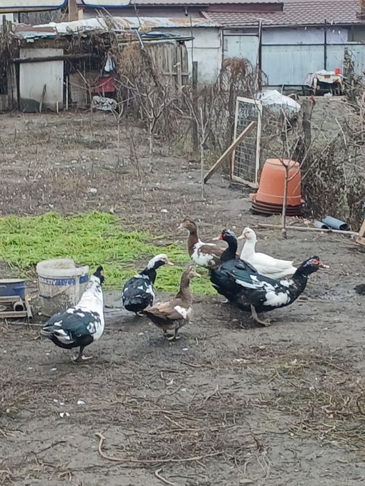 Vând rațe mute și rățoi.