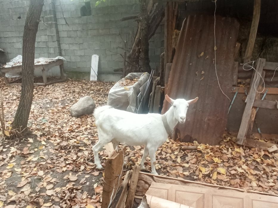 Ешкі сүтті  сатылады