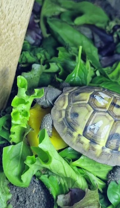 Țestoasă Testudo Hermanni