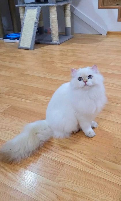British Longhair baiat superb pedigree