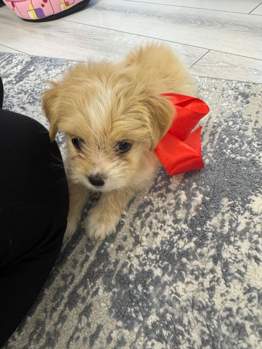 Donez catel rasa Maltipoo Toy