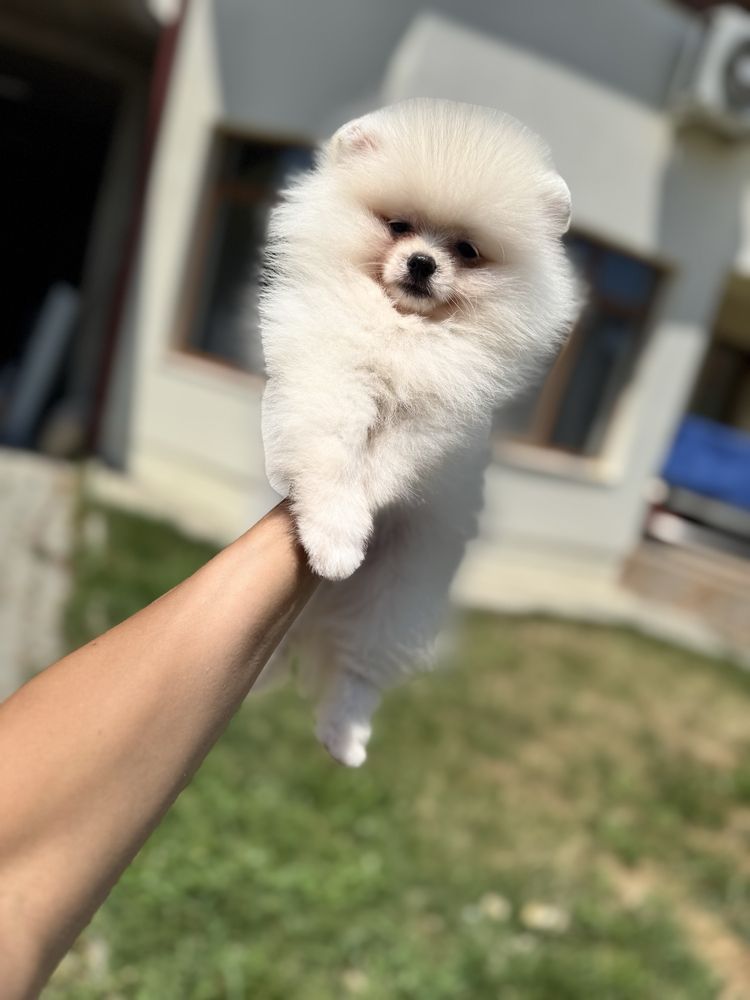 Femela pomeranian fci pedigree