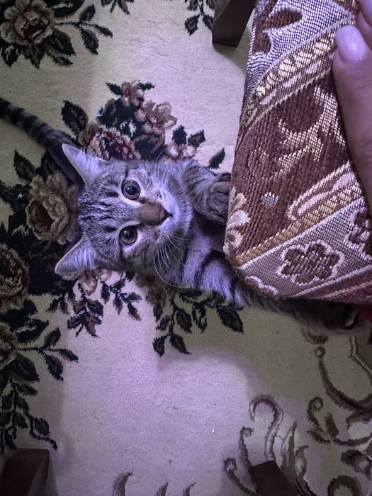 Кошка, девочка, в добрые руки