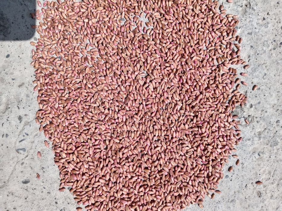 Bug'doy urug' BAGRAT Rossiyaniki