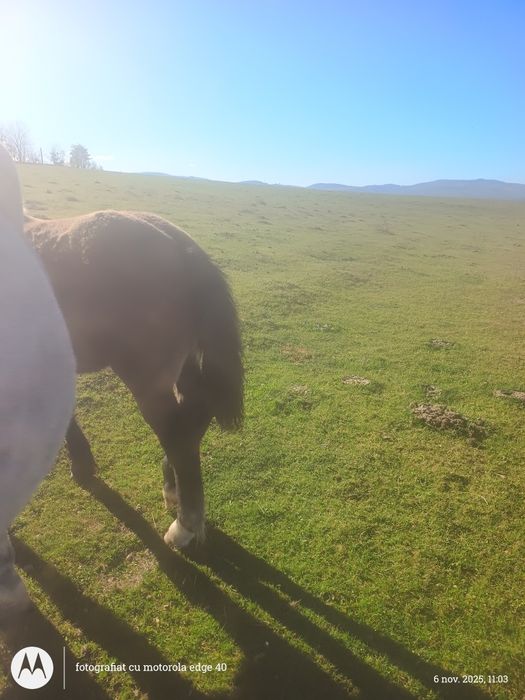 Vând mânză de 4 luni