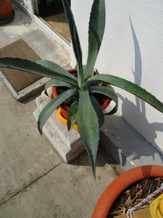 Planta decorativa AGAVA