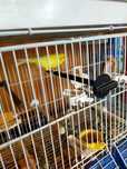 Canari masculi cu colivie