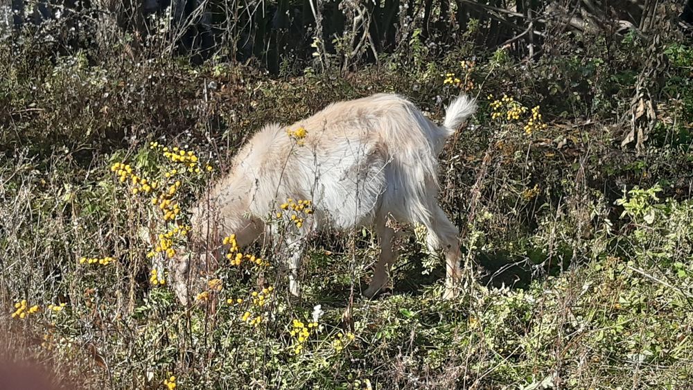 Capre ,de vanzare sau schimb cu fân sau porumb.