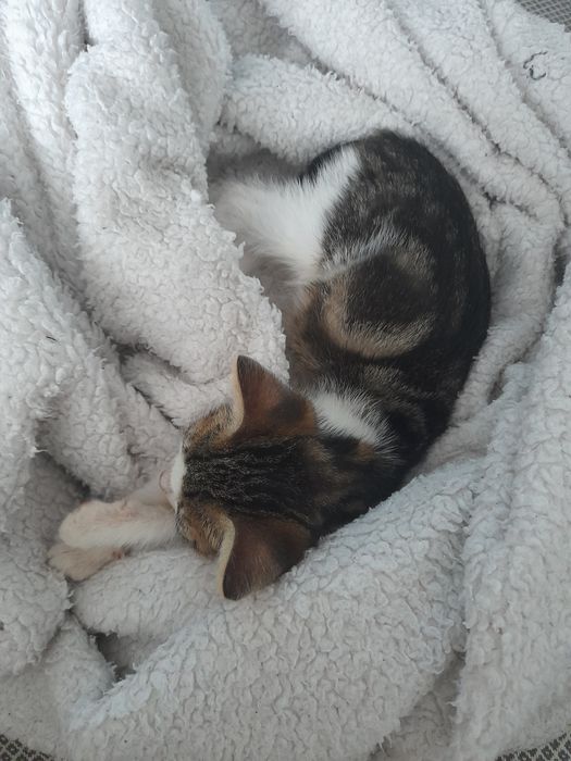 Adoptie responsabila