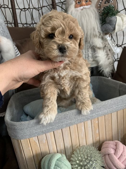 Пудел тийкъп /малтипу maltipoo / пудел той момиче
