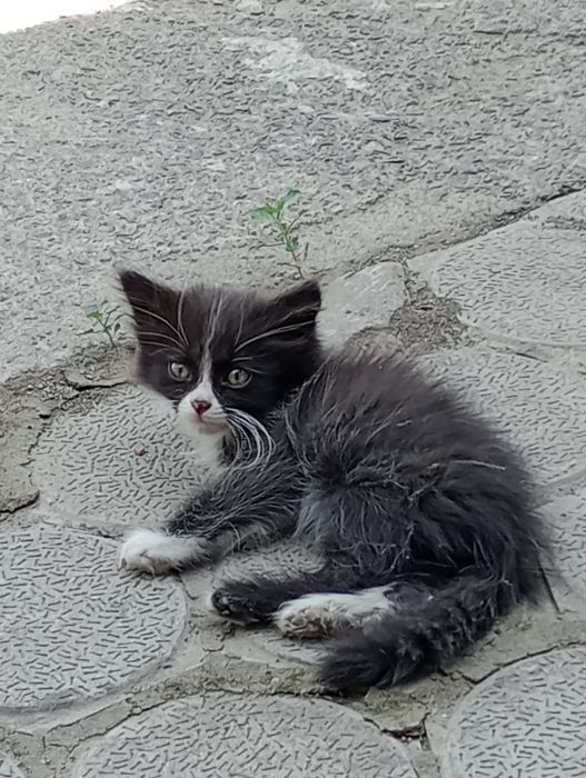 Отдам кота в хорошие руки