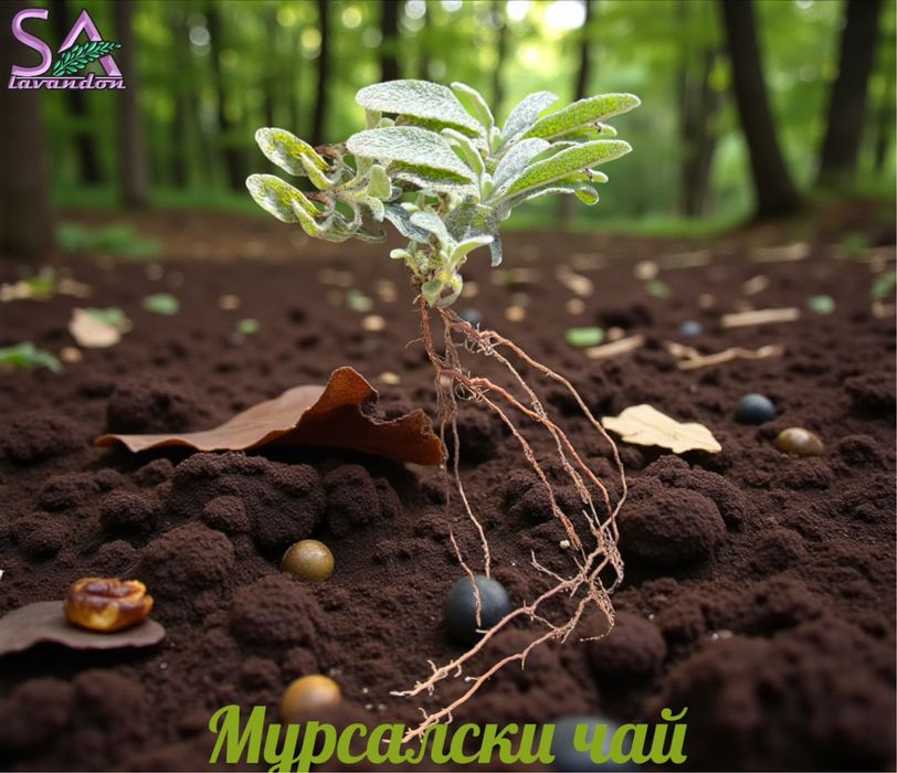 Лавровишна,Лавандула,Маслодайни рози,Мурсалски чай…