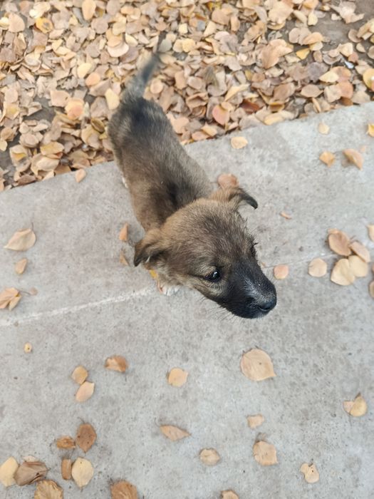 Ищем добрых хозяев!