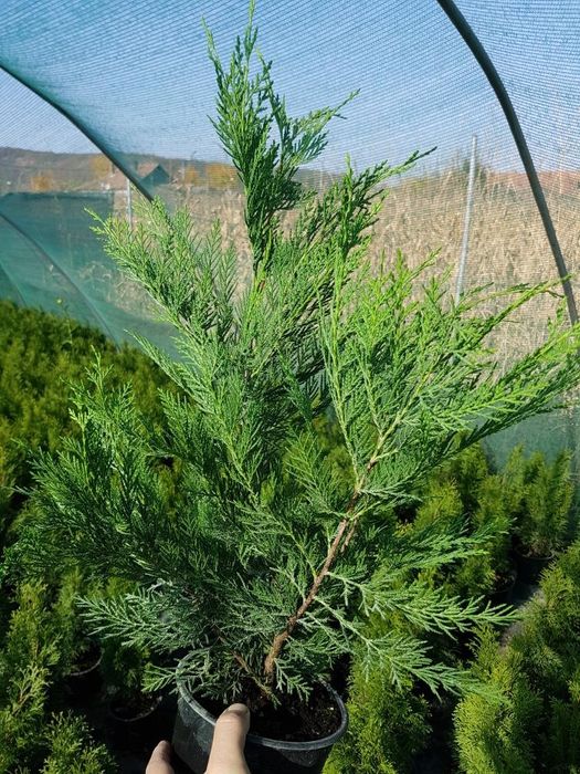 Leylandii 50-60cm cm pentru gard viu si Tuia Smaragd