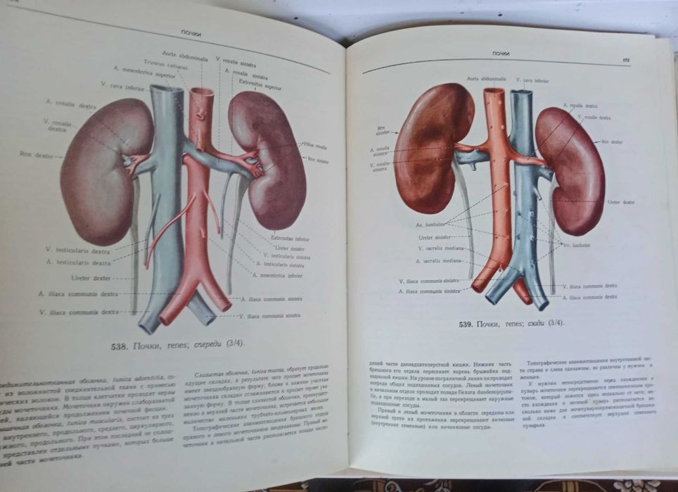 Атлас Анатомии человека