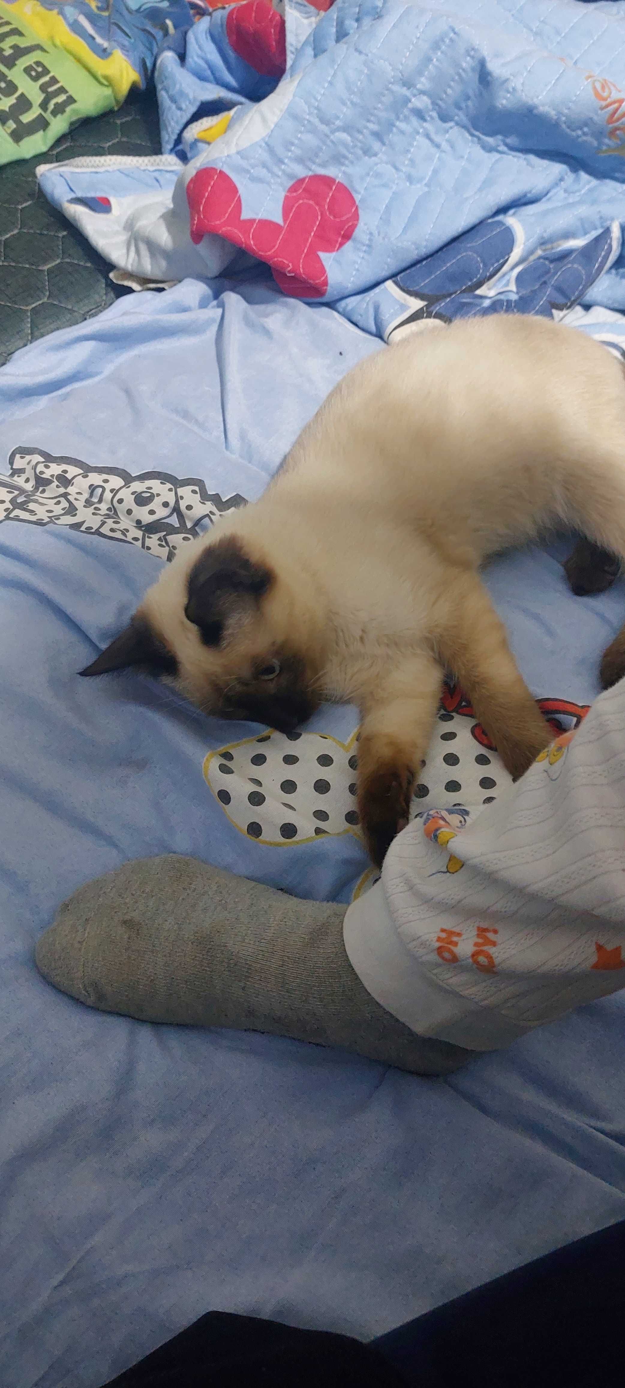 Кошка Сиамской погоды мальчик